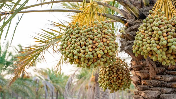 Plantación Palmeras Datileras Industria Agrícola Tropical Oriente Medio — Foto de Stock