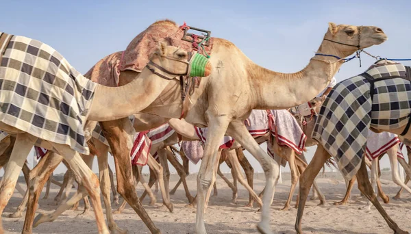 Jockeys Gehen Mit Den Kamelen Auf Den Rennstrecken Spazieren — Stockfoto