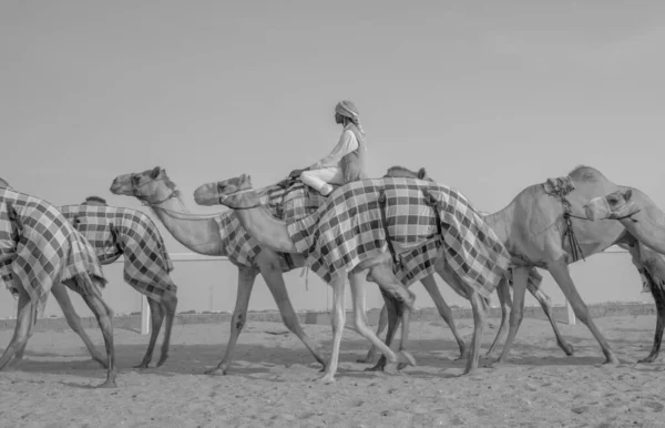Jockeys Tomando Los Camellos Para Caminar Las Pistas Carreras — Foto de Stock
