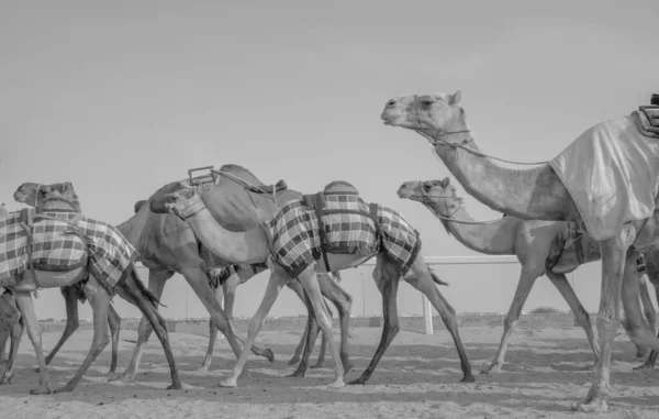 Jockeys Gehen Mit Den Kamelen Auf Den Rennstrecken Spazieren — Stockfoto