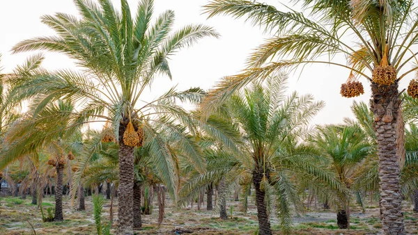 Plantação Tamareiras Indústria Agrícola Tropical Oriente Médio — Fotografia de Stock