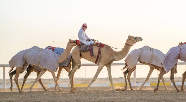 Jockeys Tomando Los Camellos Para Caminar Las Pistas Carreras — Foto de Stock