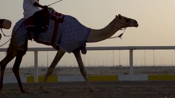 Jockeys Tomando Los Camellos Para Paseo Las Pistas Carreras Sahaniya — Vídeos de Stock