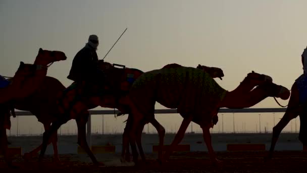 Jockeys Tar Kamelerna För Promenad Tävlingsbanorna Vid Sahaniya Qatar — Stockvideo