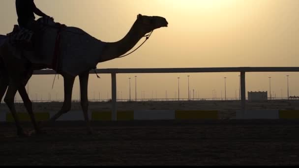 Jockey Λαμβάνοντας Τις Καμήλες Για Μια Βόλτα Στις Πίστες Αγώνα — Αρχείο Βίντεο