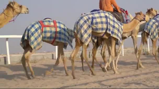 卡塔尔萨哈尼亚 骑着骆驼在赛马场散步的骑师 — 图库视频影像