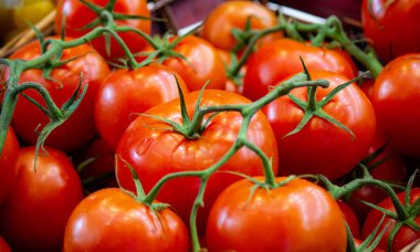 Kırmızı domates arka planı. Bir grup domates.