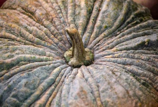 Bovenaanzicht Van Pompoensteel — Stockfoto