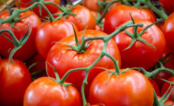 Kırmızı domates arka planı. Bir grup domates.