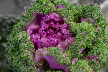 taze o menekşe yeşilmar olduğunu