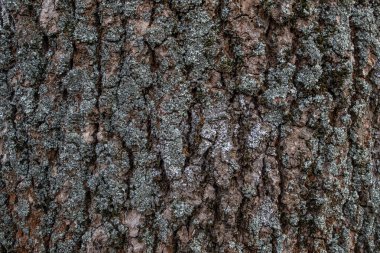 Ağaç kabuğu doku. ahşap doku