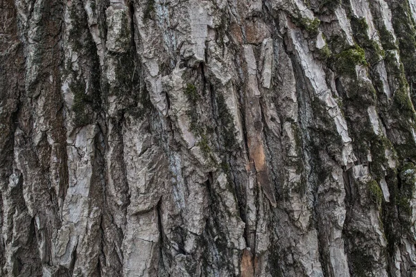 Texturou Kůry Stromu Texturu Dřeva — Stock fotografie