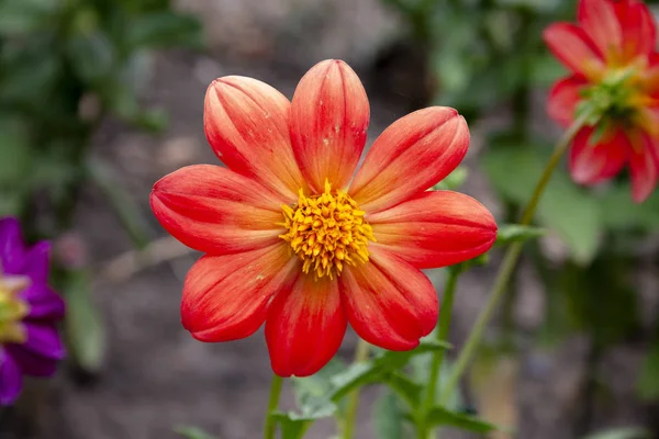 Beautiful summer flowers in the garden