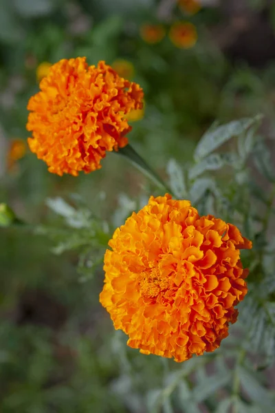 Όμορφα Καλοκαιρινά Λουλούδια Στον Κήπο Από Κοντά — Φωτογραφία Αρχείου