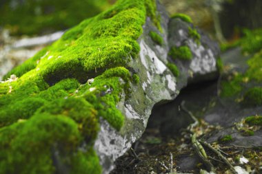 yeşil yosun ile kaplı güzel taş