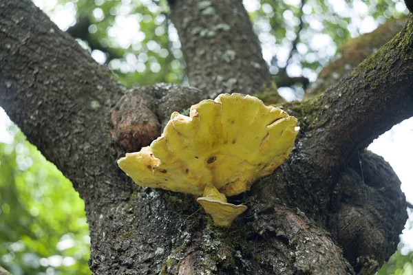 Yellow mushroom tinder growing at the foot of the tree. The texture of the bark. Tree mushrooms. Edible mushrooms growing on trees.