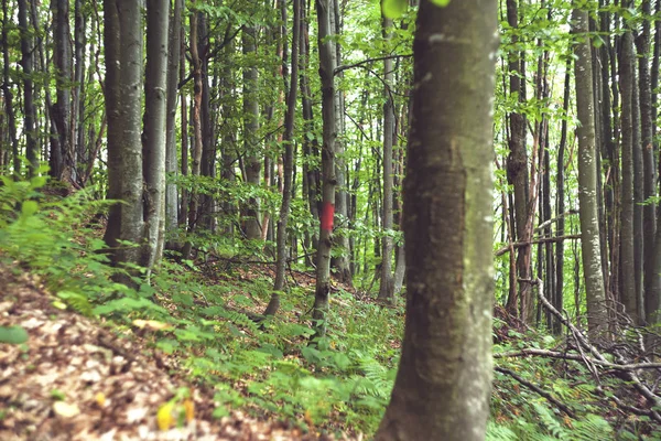 red mark on a tree in a wild forest. Trekking identification sign painted on a tree. Ukrainian forest