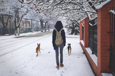 Kız kışın bir yürüyüş için iki köpek alıyor 