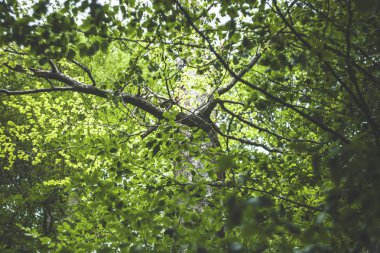 garip bir ağacın garip fotoğraf