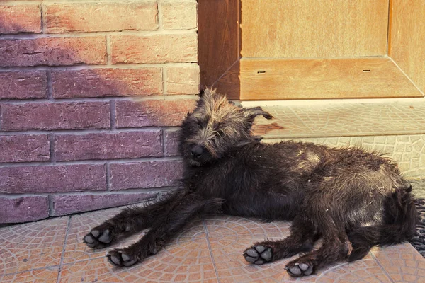 Homeless dog laying next to the door