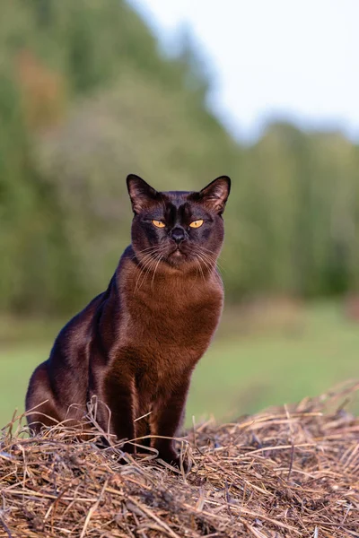 Portrait of a brown Burmese cat on the background of nature