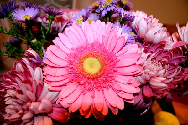 Rosa Gerbera Margarita Flor macro . — Foto de Stock