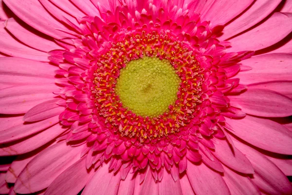 Ροζ Gerμπέρα μαργαρίτα λουλούδι μακρο. — Φωτογραφία Αρχείου