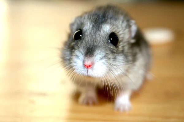 Niedlicher Hamster, Makrofoto mit unscharfem Hintergrund — Stockfoto