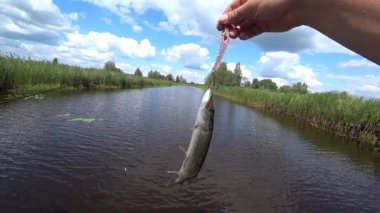 Balıkçı nehirde pike serbest
