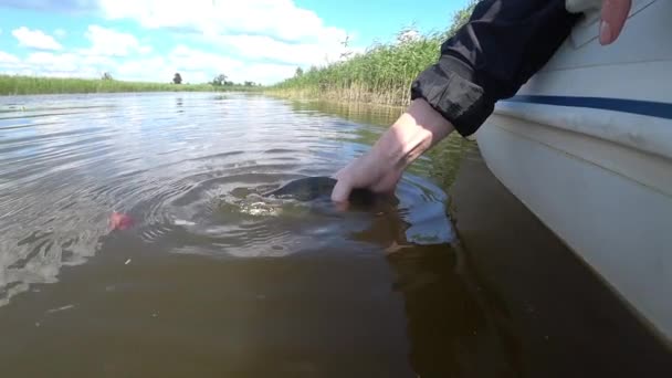 Pescador liberando perca bajo en el río — Vídeos de Stock