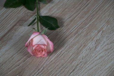 dolce vita gri arka plan ile ahşap gül