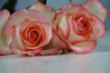 dolce vita gri arka plan ile beyaz yükseldi