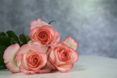 dolce vita gri arka plan ile beyaz yükseldi