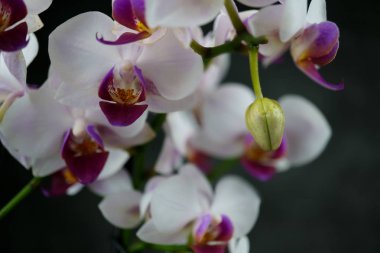 koyu arka plan üzerinde güzel bir beyaz orkide makro görünümü. phalaenopsis orkide