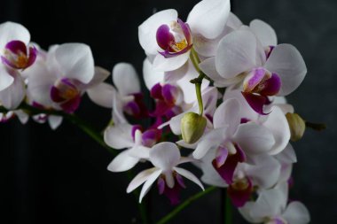 koyu arka plan üzerinde güzel bir beyaz orkide makro görünümü. phalaenopsis orkide