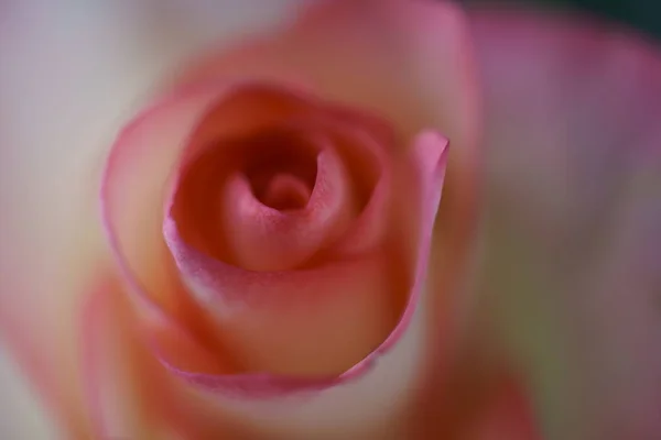 Κλείσε την θέα ενός όμορφου τριαντάφυλλου. Μακρο εικόνα του πανέμορφου τριαντάφυλλο σε σκούρο φόντο — Φωτογραφία Αρχείου