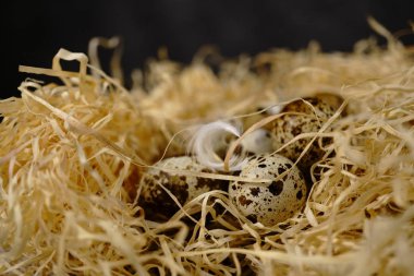 Saman yuvasında bıldırcın yumurtası, makro fotoğraf.