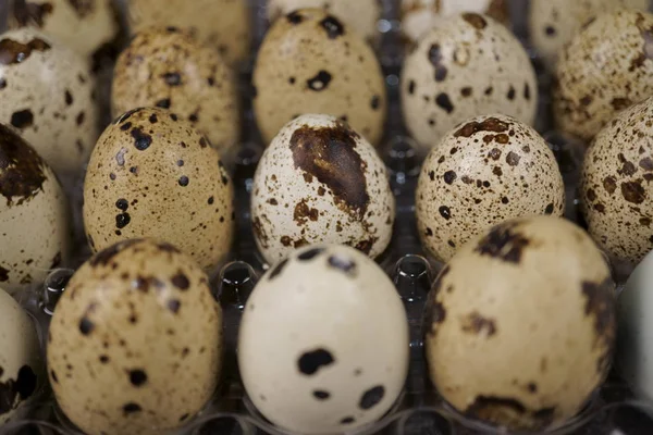 quail eggs packed to plastic tray. close-up photo