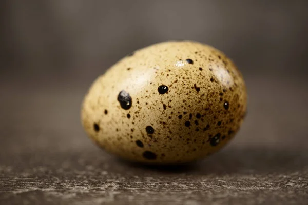 Quail eggs in grey background. Quail eggs are more nutritious and healthier than chicken eggs. macro photo — Stock Photo, Image