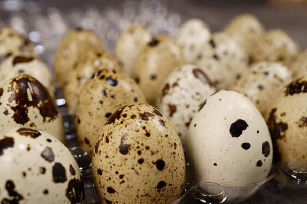 quail eggs packed to plastic tray. close-up photo