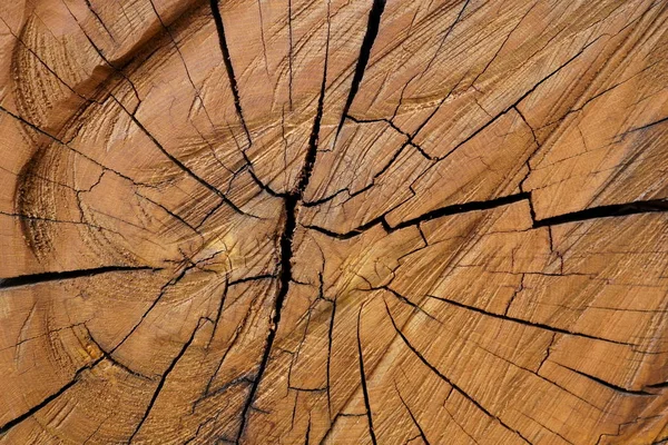 Текстура дерева поперек, текстура старого дерева поперек . — стоковое фото