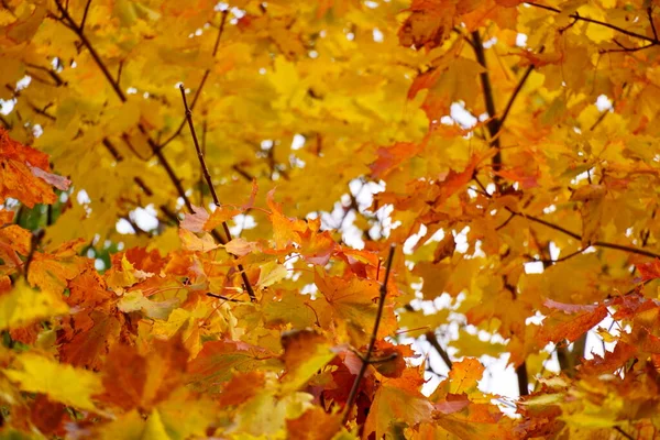 秋に紅葉します。秋の気分を伝えよう木の葉の黄色とオレンジの色 — ストック写真