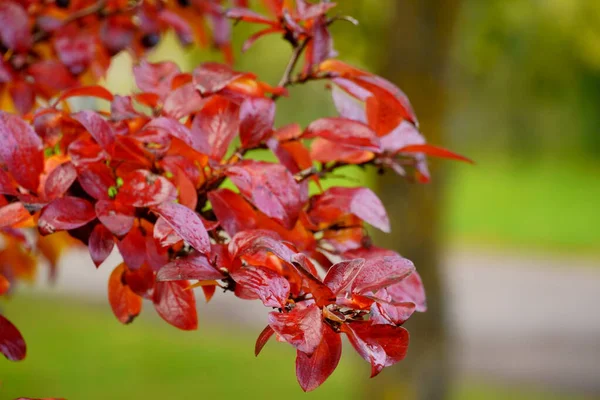 Rode bosbessen bladeren onder de herfstzon — Stockfoto