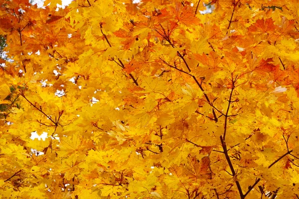 秋に紅葉します。さて秋の気分を伝える紅葉の終わり. — ストック写真