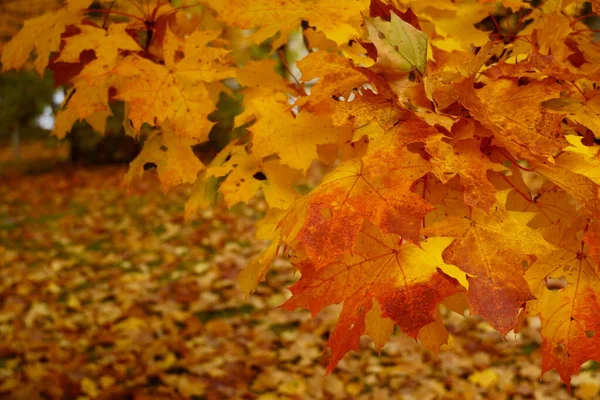 분홍빛 단풍나무 잎 이 가을에 핀다. 좋은 가을의 분위기를 전달합니다 가까이 빨간 나뭇잎. — 스톡 사진