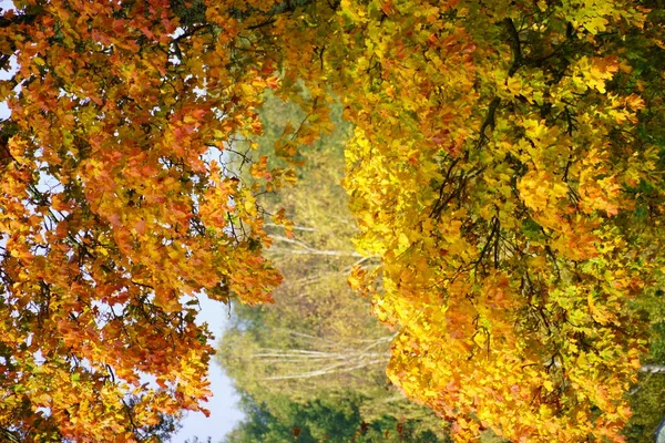 가을 나무는 여러 가지 색깔 로송 이를한다. 노란색, 초록색, 빨간색, 주황색. .. 가을에 종종 잿빛 하늘 이 있음에 도 불구하고, 유색인 나무는 긍정적 인 기분을 유지하는데 도움이 된다 — 스톡 사진