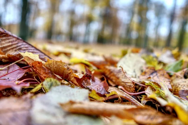 분홍빛 단풍나무 잎 이 가을에 핀다. 땅 위에 있는 오렌지 잎 과 숲을 배경으로 가을의 분위기를 잘 전달한다. Hdr — 스톡 사진