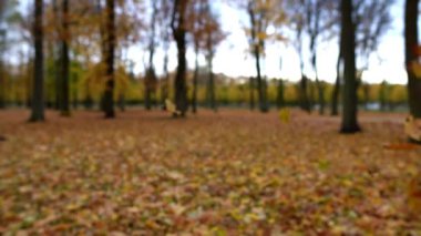 Sonbahar ormanında düşen yapraklar, ağır çekim