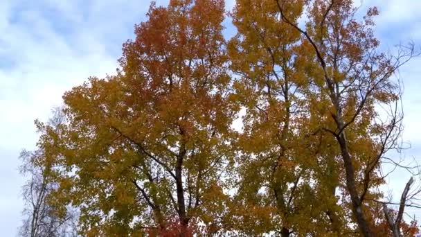 Herbstbaum vor blauem Himmel, 4k-Video — Stockvideo