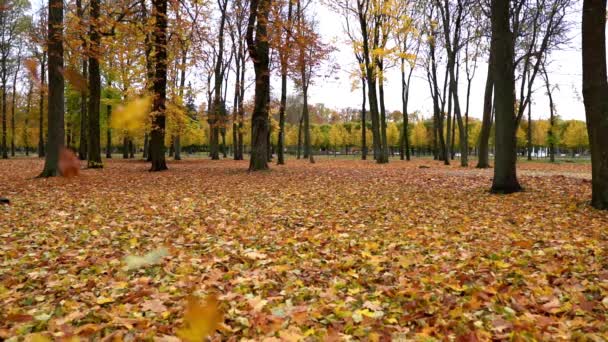 Folhas caindo na floresta de outono, câmera lenta — Vídeo de Stock